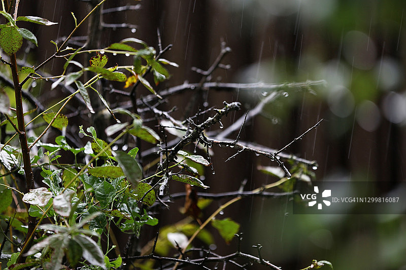 雨天园艺背景图片素材