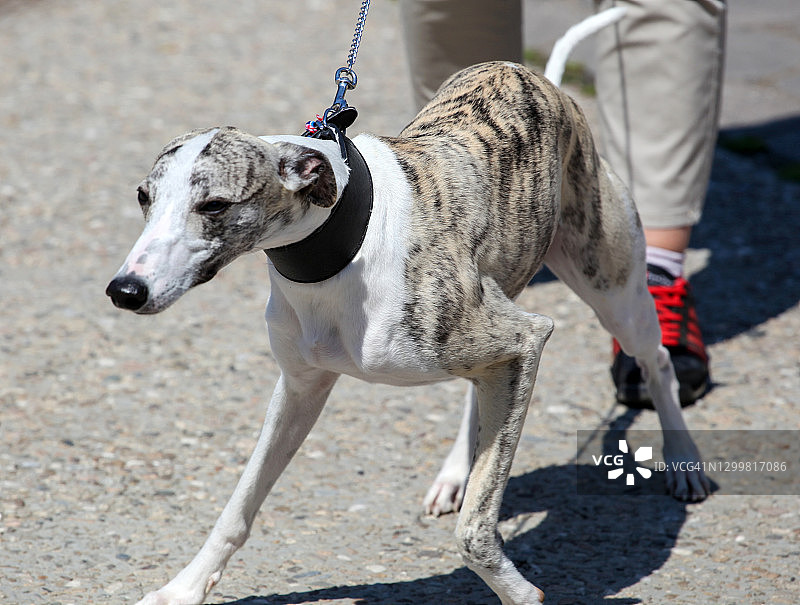 美丽的格雷伊猎犬图像图片素材
