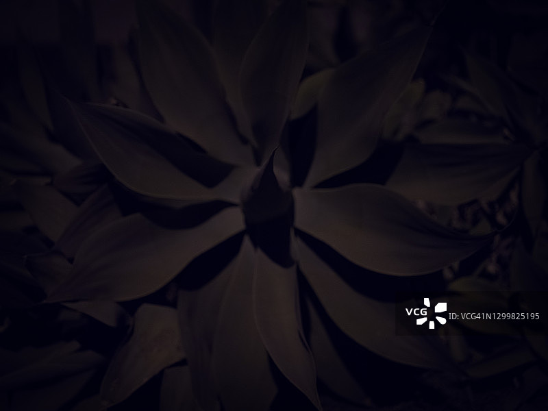 深色抽象植物图片素材