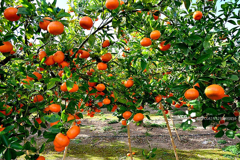 橘子果园图片素材