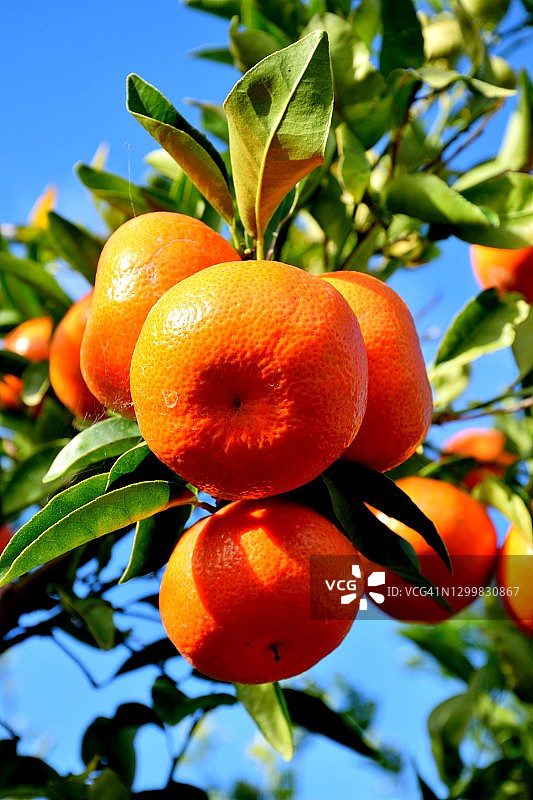 橘子果园图片素材