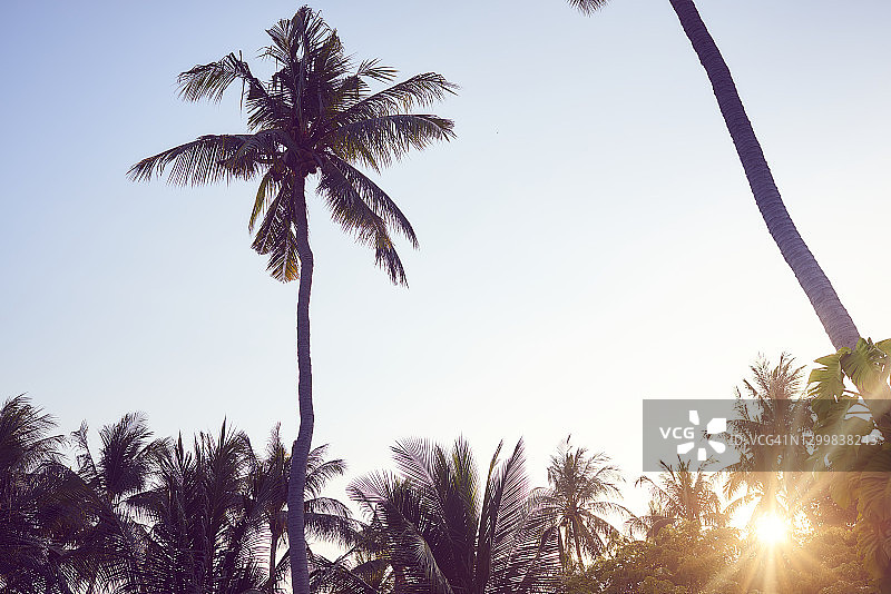 天堂海滩日落时分的棕榈树图片素材