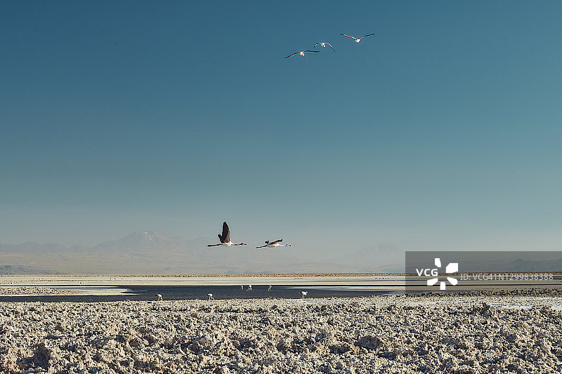 在阿塔卡马沙漠飞行的野生火烈鸟图片素材