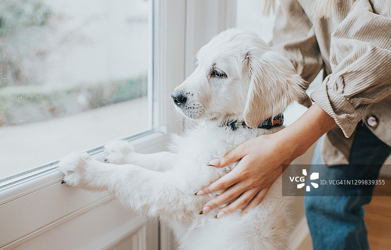 金毛幼犬在主人帮助下站立窗边图片素材