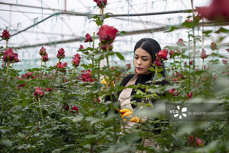 年轻漂亮的女性农民正在为即将到来的情人节准备红玫瑰图片素材
