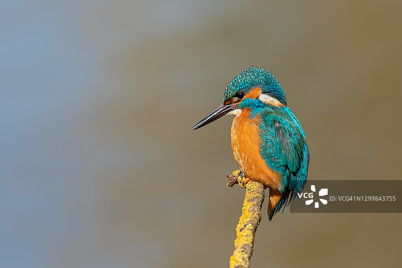 漂亮的雄性普通翠鸟图片素材