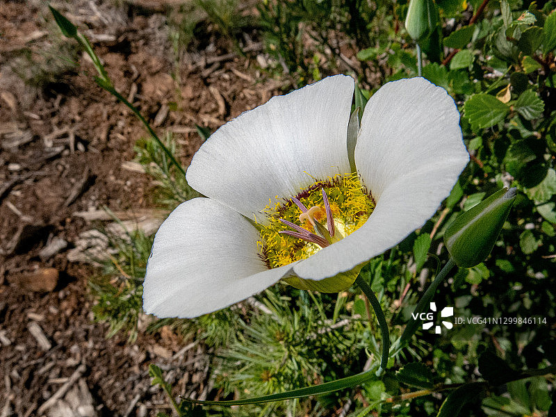 蝴蝶百合花蕾侧面图图片素材