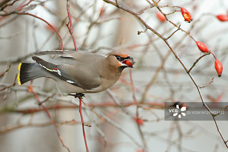 波西米亚连雀图片素材