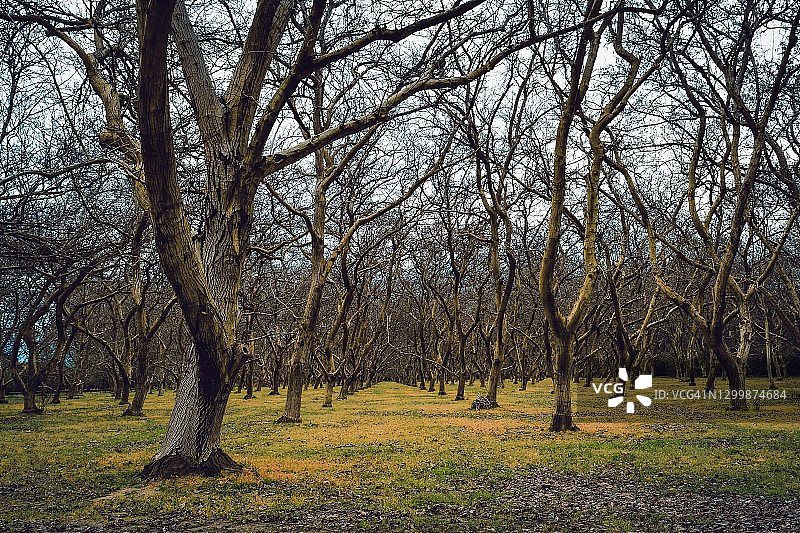 冬季色彩的雄伟老核桃园图片素材