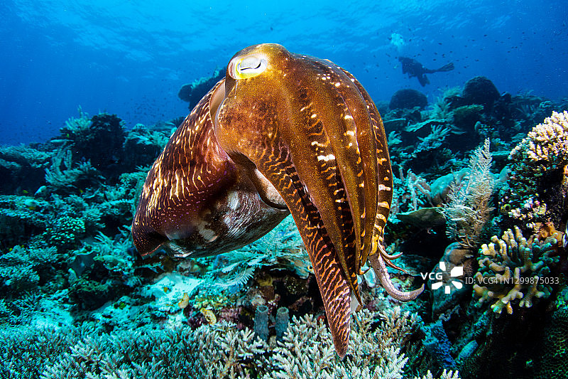 宽鳍乌贼图片素材