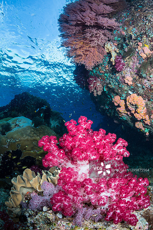 “通道”潜水点的软珊瑚图片素材