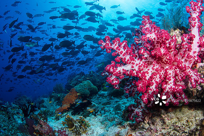 拉贾安帕的粉色软珊瑚图片素材