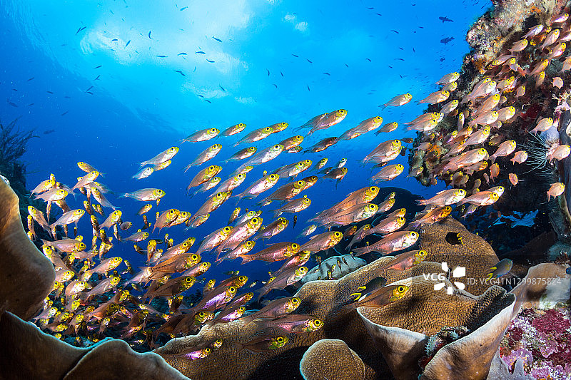 拉贾安帕的玻璃鱼图片素材