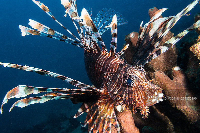 北苏拉威西岛的蓑鲉图片素材