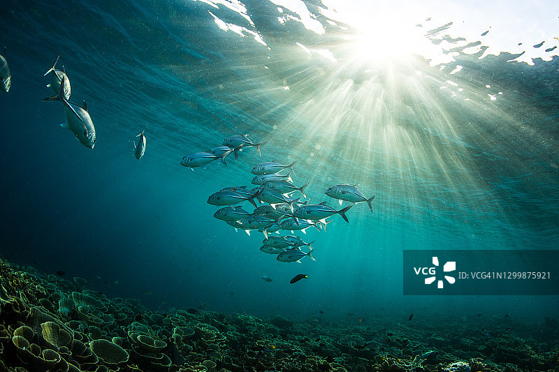 拉贾安帕的浪人鲹图片素材