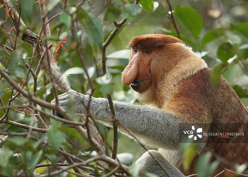 男人长鼻猴进食图片素材