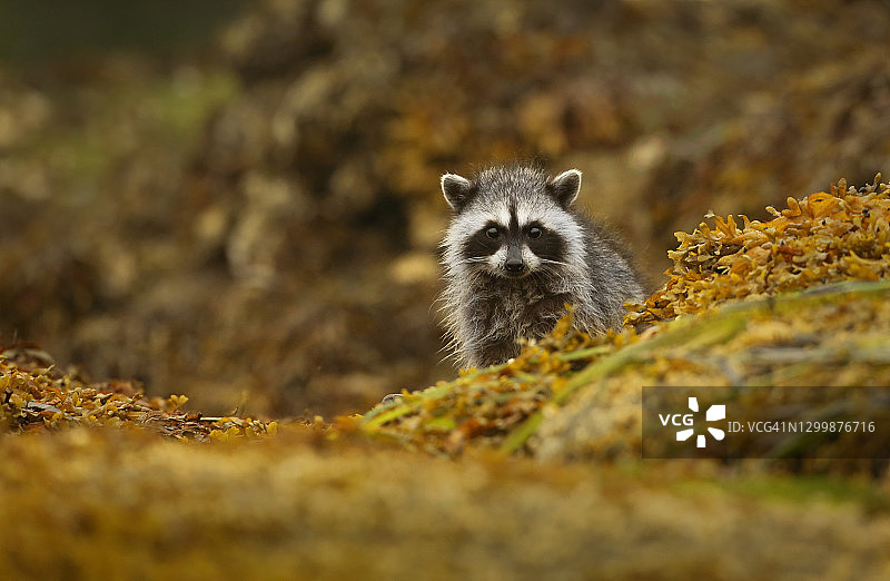 海岸线上的浣熊图片素材