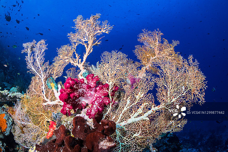印度尼西亚水下巨型海扇图片素材