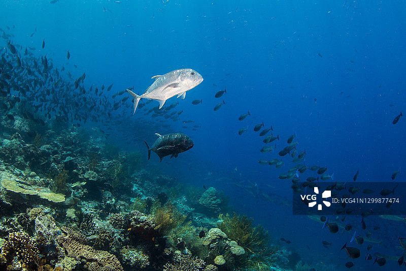 两只牛港参鱼正在捕猎图片素材