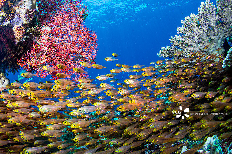 印度尼西亚的玻璃鱼图片素材