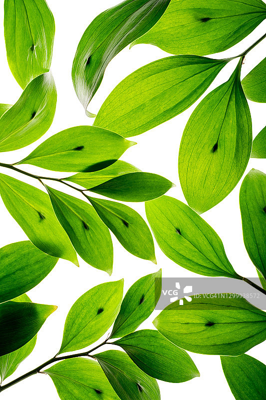 白色背景下的绿叶竖版照片图片素材