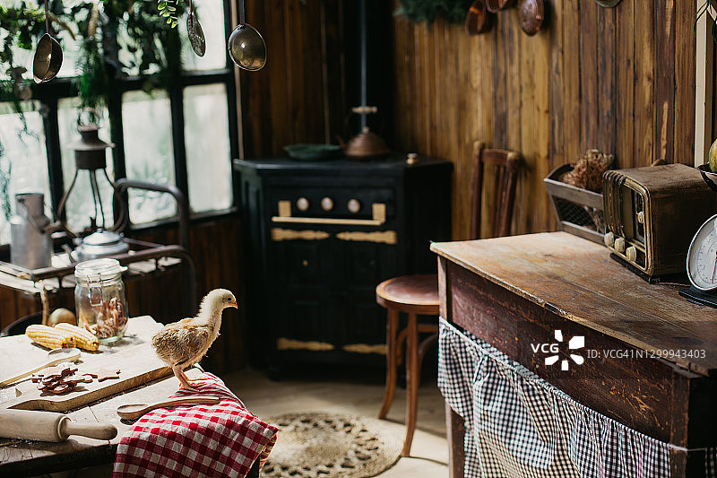 站在小木屋厨房桌子上的小鸡图片素材