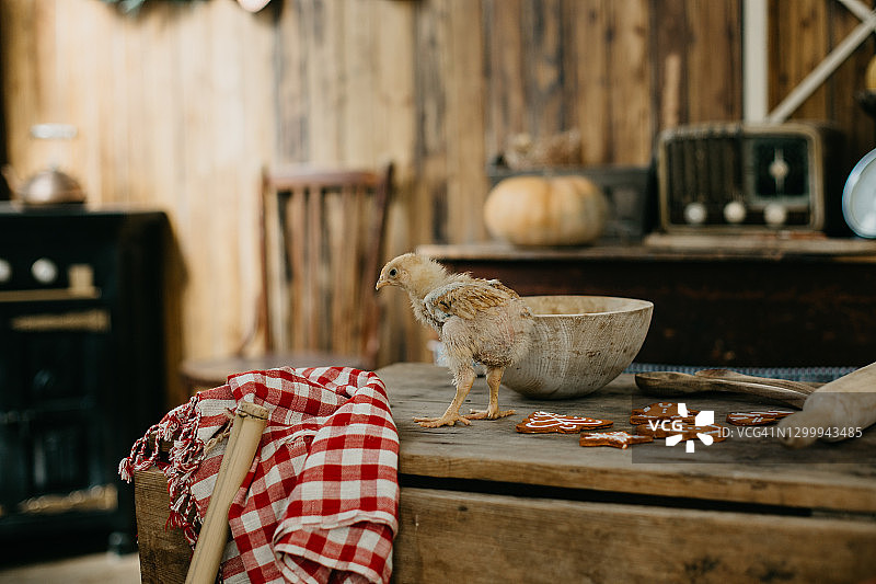 小屋厨房里的小鸡图片素材