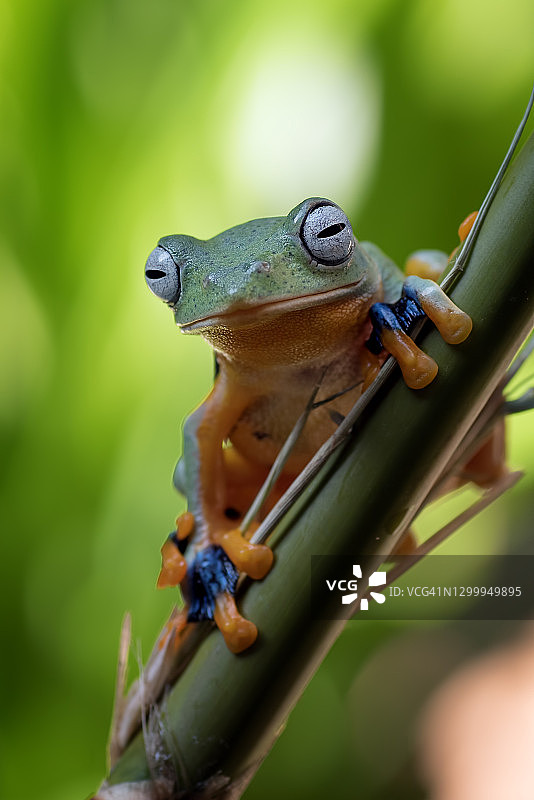 栖息在竹子上的翠绿飞蛙，印度尼西亚图片素材