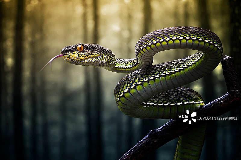 苏门答腊丛林树枝上的盘绕蝰蛇图片素材