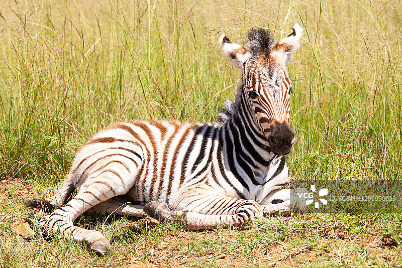 躺卧的斑马幼崽肖像，南非里特维列自然保护区图片素材