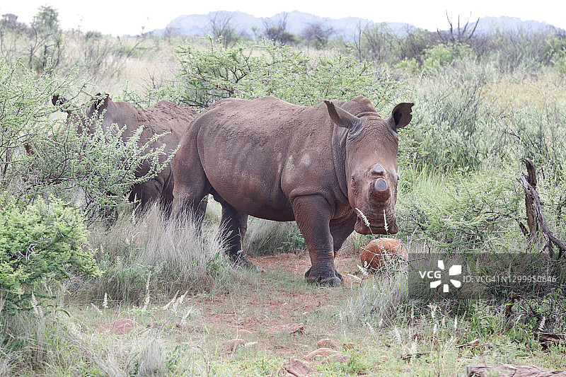 南非皮兰斯堡自然保护区灌木丛中的两只去角犀牛图片素材