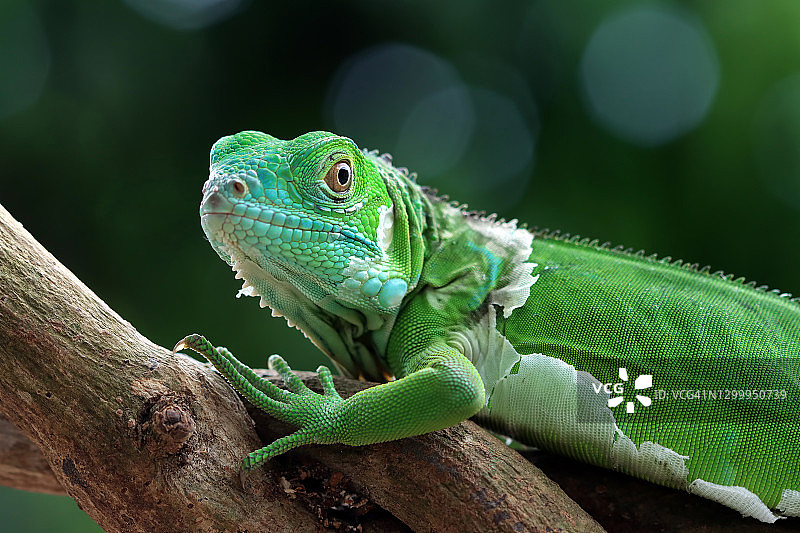 印度尼西亚树枝上的绿色鬣蜥 портрет图片素材