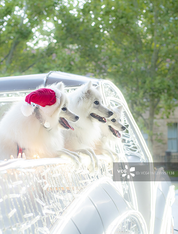 圣诞节狗狗图片素材