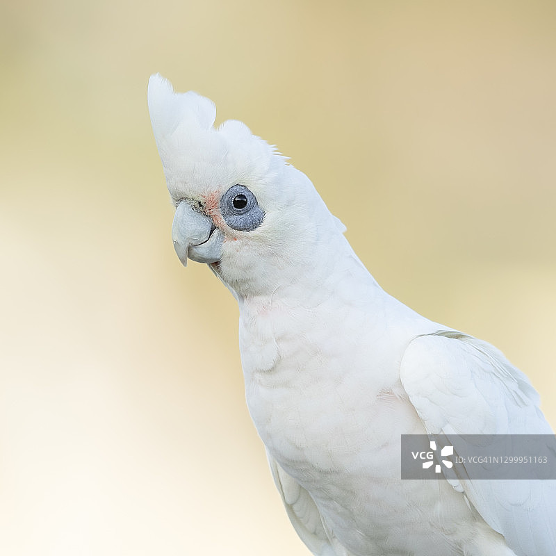 白色凤头鹦鹉图片素材