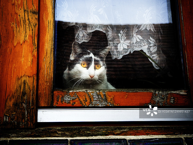 猫咪坐在窗台上看着窗外，波兰图片素材