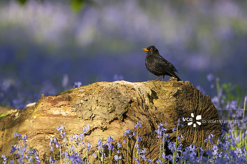 蓝铃花丛中的原木上的乌鸫图片素材