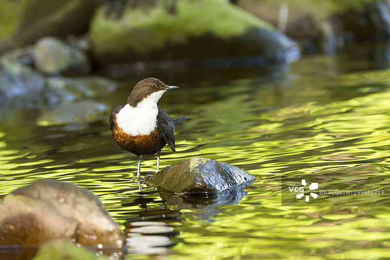 水瓢和绿色倒影图片素材
