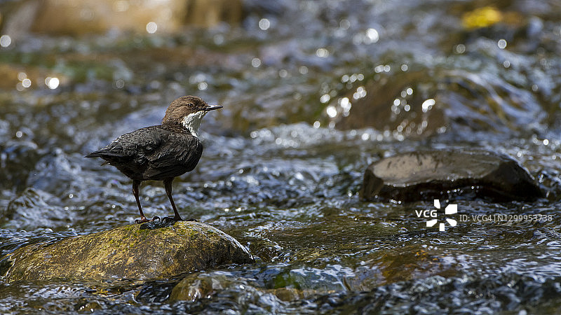 站在波光粼粼的水面上的河乌图片素材