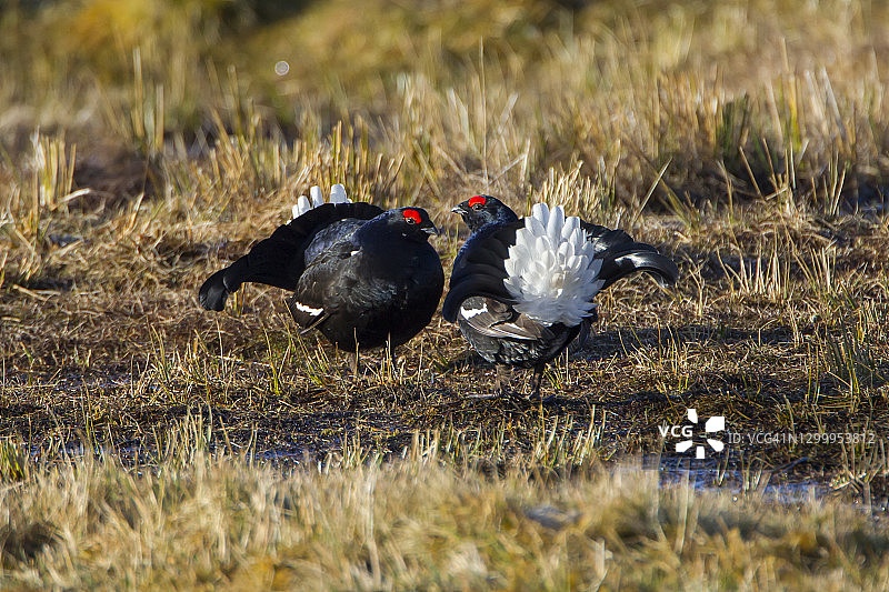 黑grouse雄性在求偶图片素材