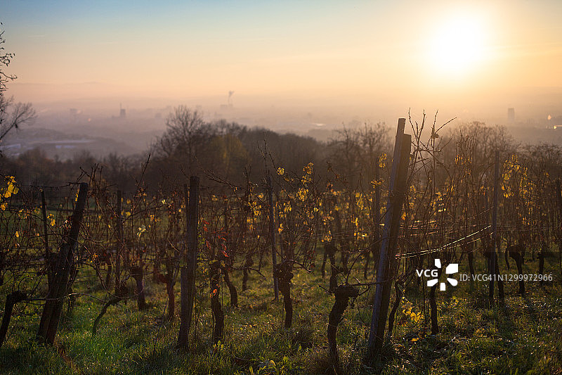 日落时分的葡萄园图片素材