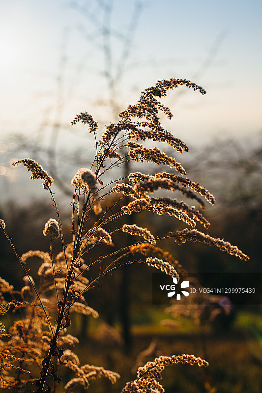 干燥的落新妇植物与蓬松的白色花朵图片素材