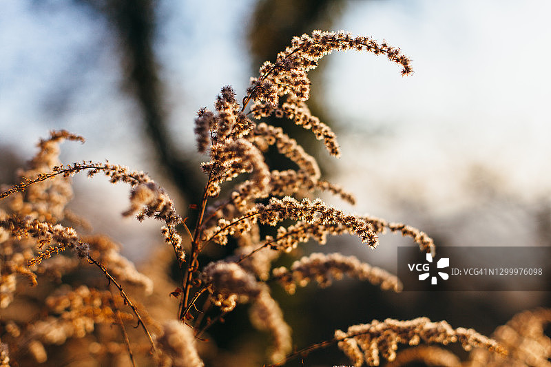 干燥的落新妇植物与蓬松的白色花朵图片素材