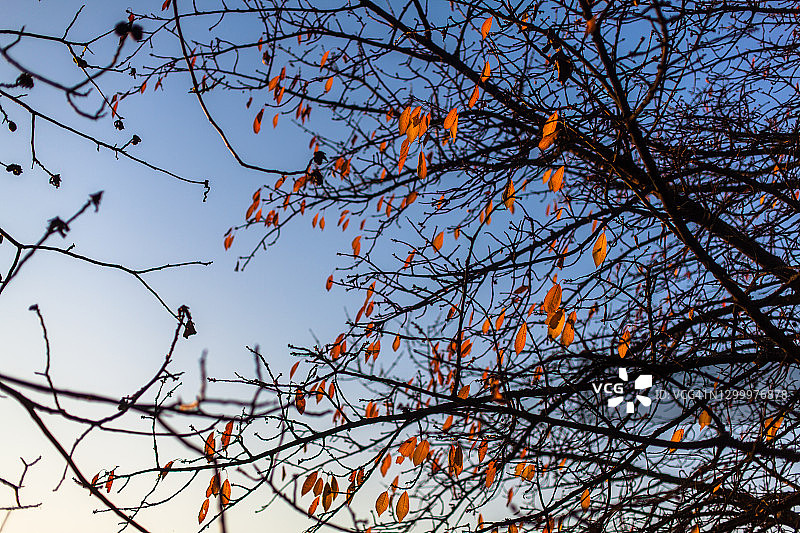 树上橘红色秋叶图片素材