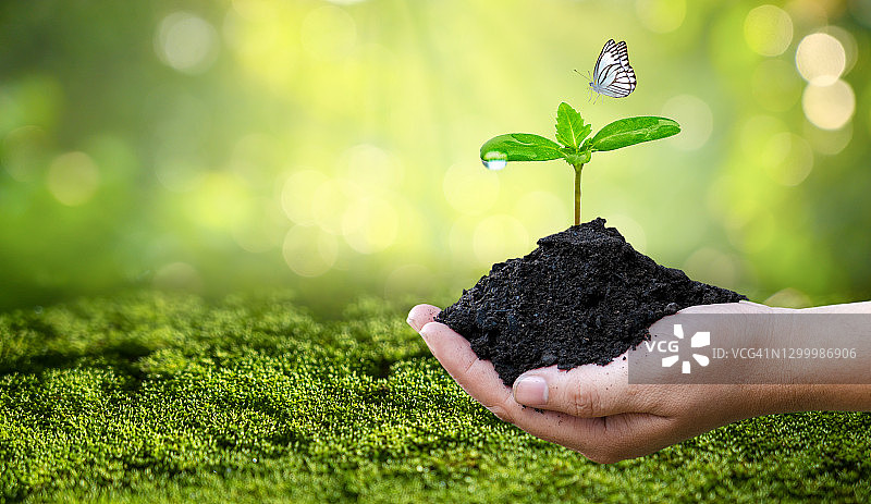 世界地球日：手中生长的小树苗，绿色背景，女性在自然田野草地森林中手捧树木，环保概念图片素材