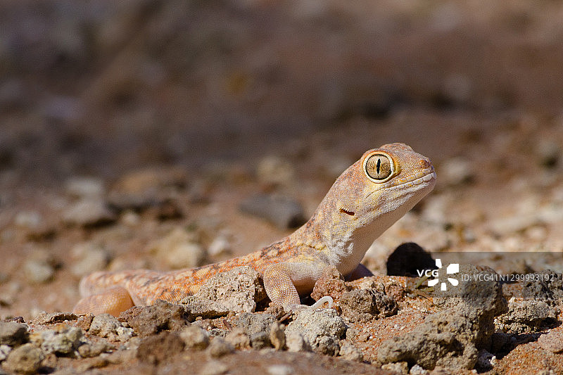 普通叫壁虎肖像图片素材