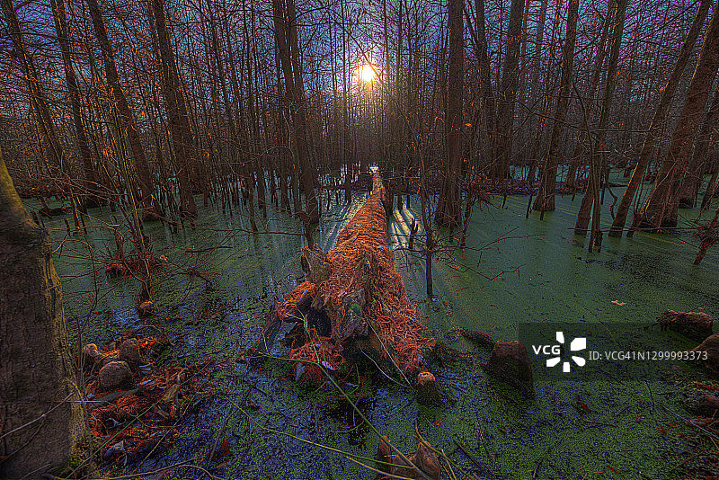 沼泽中的落木图片素材