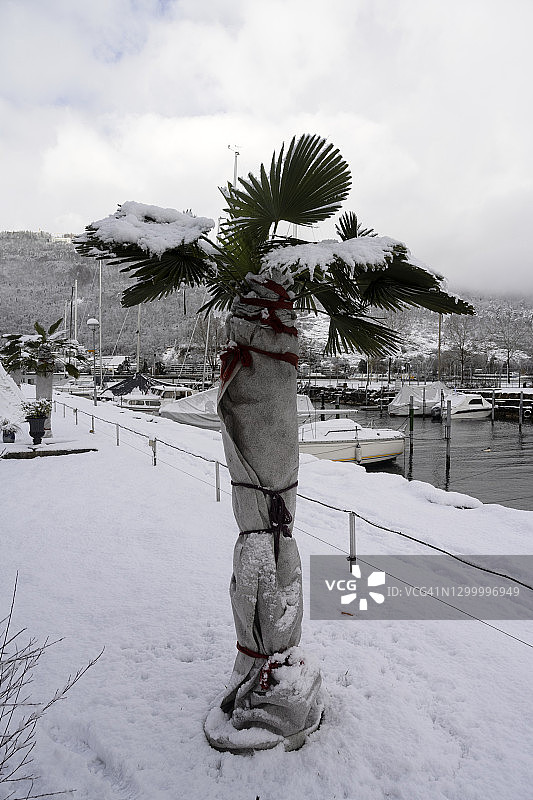 冬季包裹棕榈树图片素材