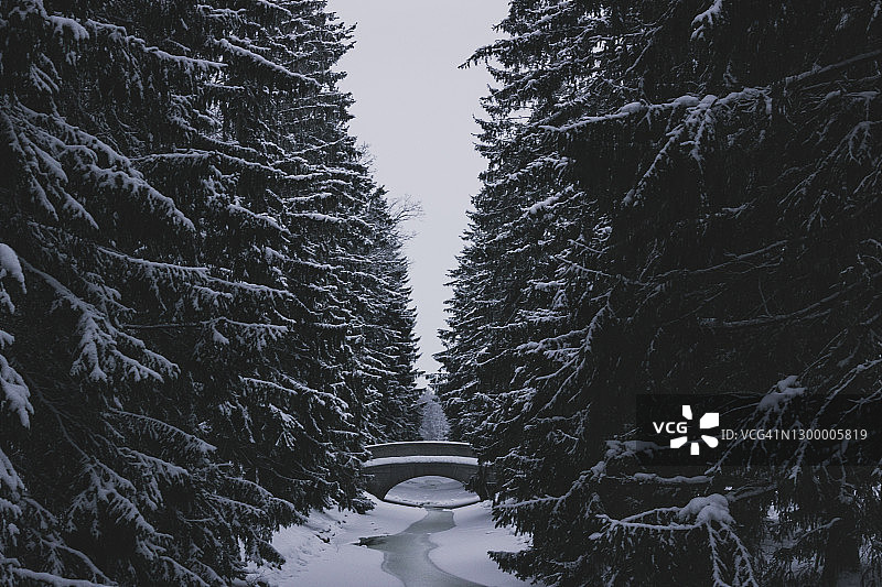 冬季风景如画的森林图片素材