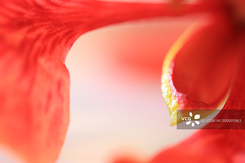 在模糊背景下，花瓣构成的红色橙色皇家凤凰木萼片图片素材