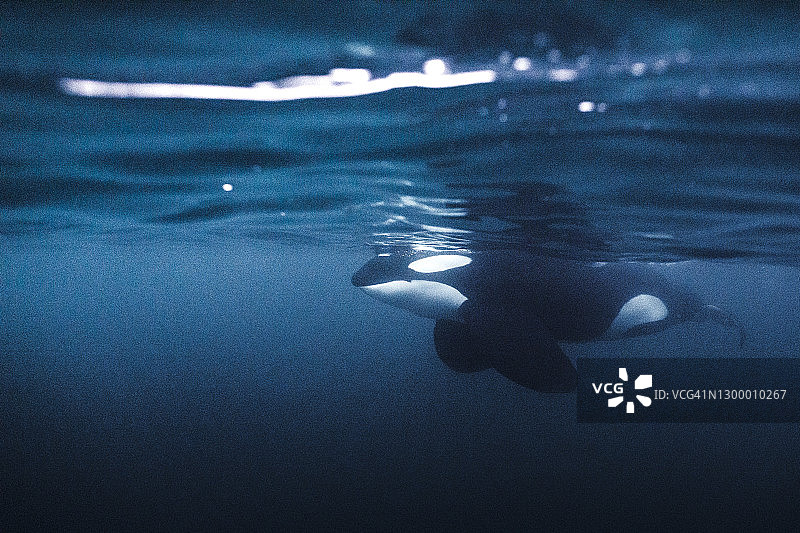 在海面下游泳的虎鲸图片素材
